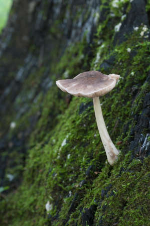 Deer Mushroom (Pluteus cervinus) near a birch tree stump
