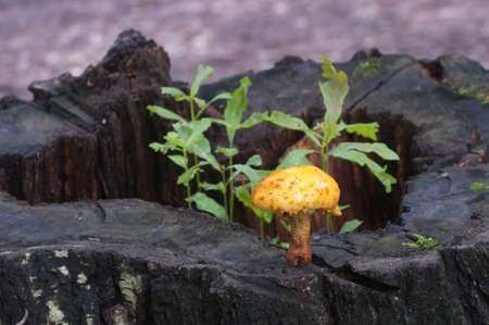 Arrayの写真素材