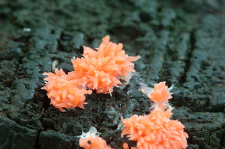 Mushrooms (slime mould Tubifera ferruginosa)  on an old stumpの写真素材