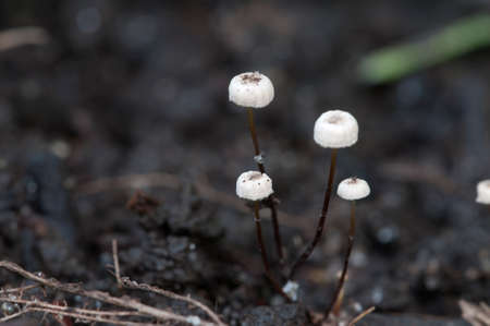 Marasmius wettsteinii musrooms close up shot local focus