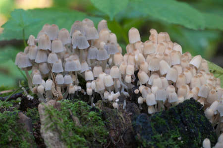 Mushrooms (Coprinus disseminatus) on a stump in a green moss