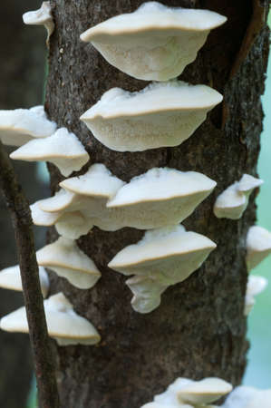 Postia stiptica parasite mushrooms, close up shot