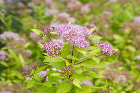 Spiraea japonica flowers close up shot local focus