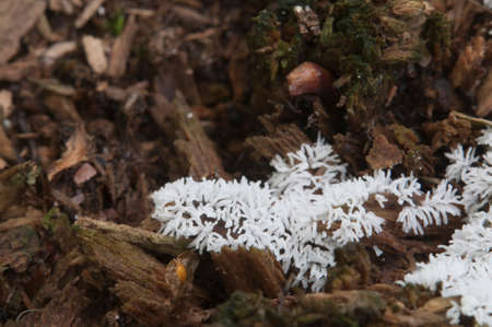 Ceratiomyxa fruticulosa myxomycetes in a moss on a stumpの写真素材