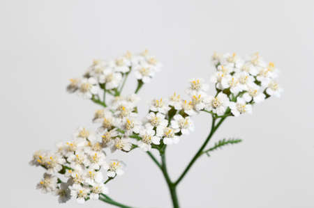 Achillea flowers over white background, close upの写真素材
