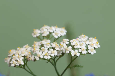 Achillea flowers over green background, close upの写真素材