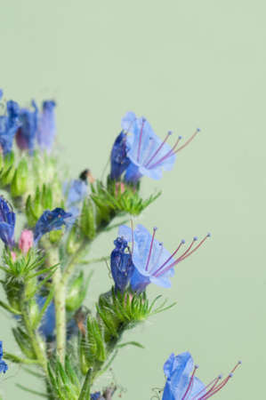 Echium vulgare flowers macro shot local focus