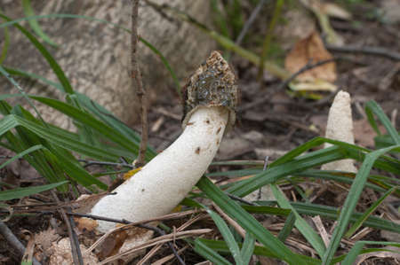 Phallus impudicus (common stinkhorn) mushroom in autumn leaves