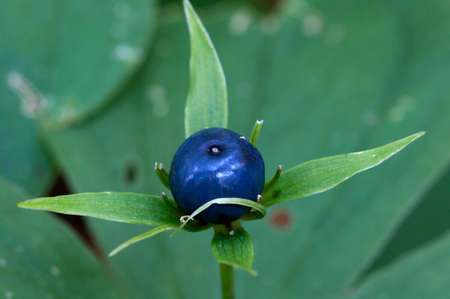 Paris quadrifolia plant, close up local focusの写真素材