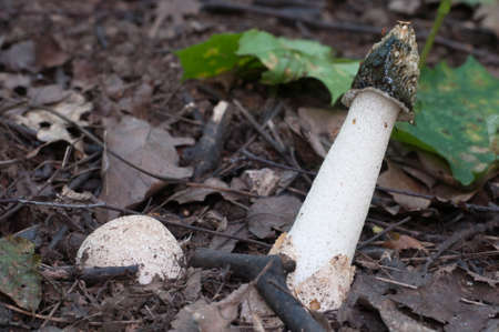 Phallus impudicus (common stinkhorn) mushroom in autumn leavesの写真素材