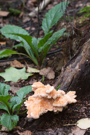 Chicken of the woods (Laetiporus sulphureus), closeupの写真素材