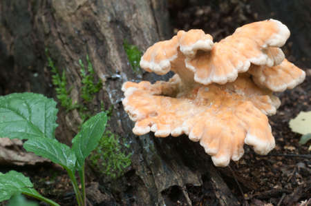 Chicken of the woods (Laetiporus sulphureus), closeupの写真素材