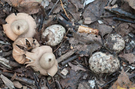 Fringed earthstar (Geastrum fimbriatum) mushroom close up shotの写真素材
