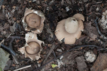 Fringed earthstar (Geastrum fimbriatum) mushroom close up shotの写真素材