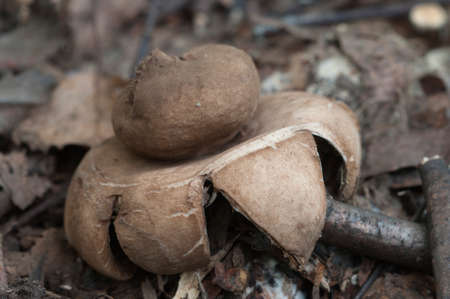 Fringed earthstar (Geastrum fimbriatum) mushroom close up shot