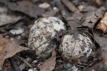 Fringed earthstar (Geastrum fimbriatum) mushroom close up shot