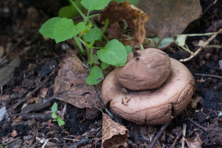 Fringed earthstar (Geastrum fimbriatum) mushroom close up shotの写真素材