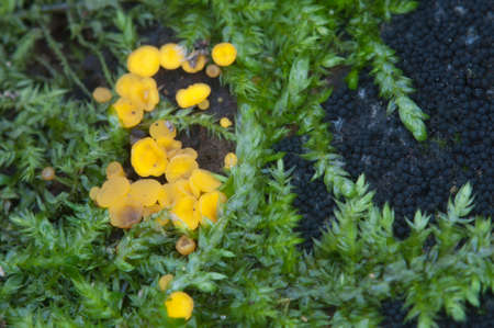 Bisporella citrina [Calycella citrina], macro shot, local focus