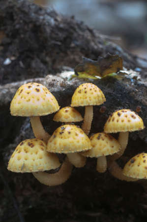 Pholiota aurivella mushroom on an old woodの写真素材