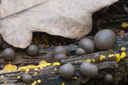 Mushrooms (slime mould Lycogala epidendrum and Bisporella citrina)  on an old stump