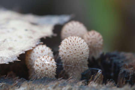 Puffball mushrooms on a stump - Lycoperdon sp on an old wood