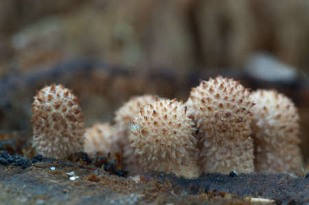 Puffball mushrooms on a stump - Lycoperdon sp on an old woodの写真素材