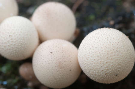 Puffball mushrooms on a stump - Lycoperdon umbrinum in a mossの写真素材