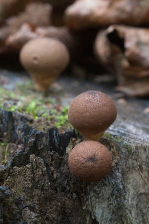 Puffball mushrooms on a stump - Lycoperdon umbrinum in a mossの写真素材