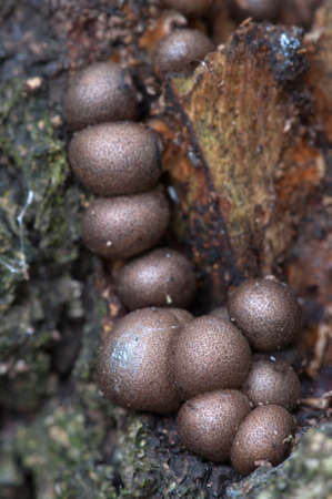 Mushrooms (slime mould Lycogala epidendrum)  on an old stump