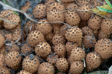 Armillaria mellea, honey fungus on an old willow  treeの写真素材