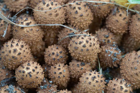 Armillaria mellea, honey fungus on an old willow  treeの写真素材