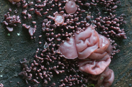 Ascocoryne sarcoides mushrooms (slime mould) on an old stumpの写真素材