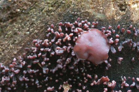 Ascocoryne sarcoides mushrooms (slime mould) on an old stumpの写真素材