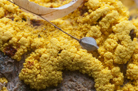 Fuligo septica mushrooms (slime mould) on an old stumpの写真素材