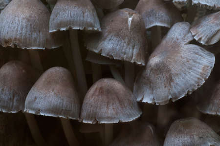 Mycena sp mushrooms on an old stump, closeupの写真素材