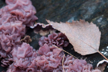 Ascocoryne sarcoides mushrooms (slime mould) on an old stumpの写真素材