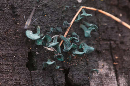 Chlorencoelia versiformis and Ascocoryne sarcoides slime mouldの写真素材