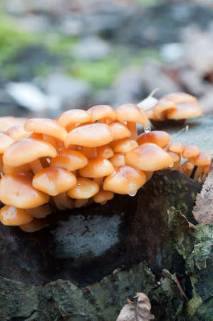 Flammulina velutipes mushrooms on an old stumpの写真素材