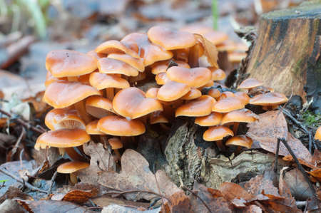 Flammulina velutipes mushrooms on an old stump