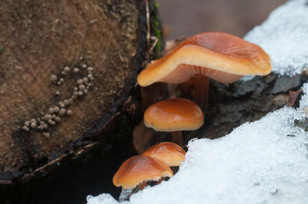 Flammulina velutipes mushrooms on an old stumpの写真素材