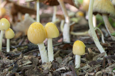 Bolbitius vitellinus mushrums on a forest soil, close upの写真素材
