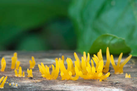 Calocera cornea mushrooms on a dead wood, close upの写真素材