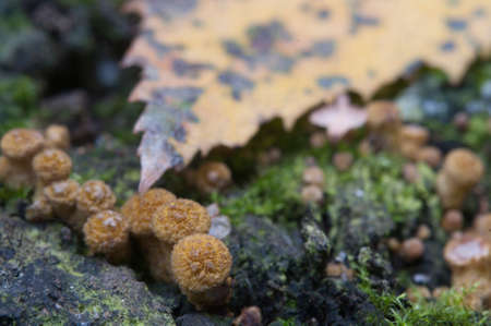 Armillaria mellea, honey fungus on an old treeの写真素材