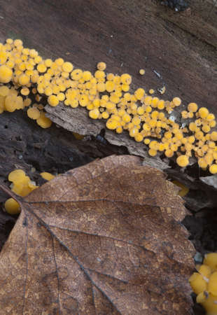 Bisporella citrina [Calycella citrina], macro shot, local focus