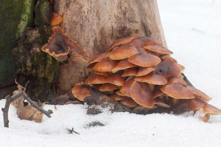 Flammulina velutipes mushrooms on an old stumpの写真素材