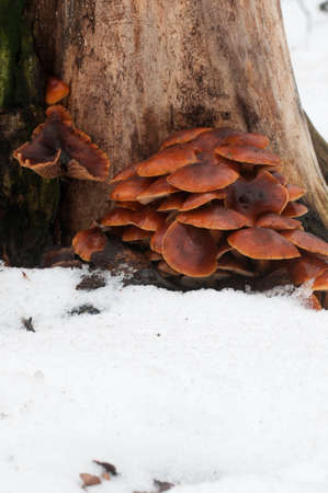 Flammulina velutipes mushrooms on an old stump
