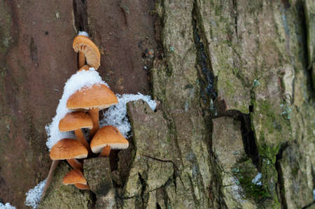 Flammulina velutipes mushrooms on an old stump in winter