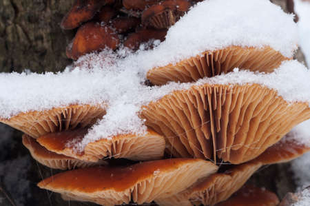 Flammulina velutipes mushrooms on an old stump in winterの写真素材