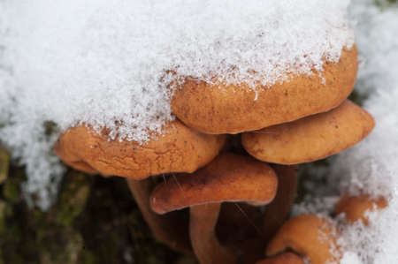 Flammulina velutipes mushrooms on an old stump in winterの写真素材