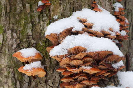 Flammulina velutipes mushrooms on an old stump in winterの写真素材